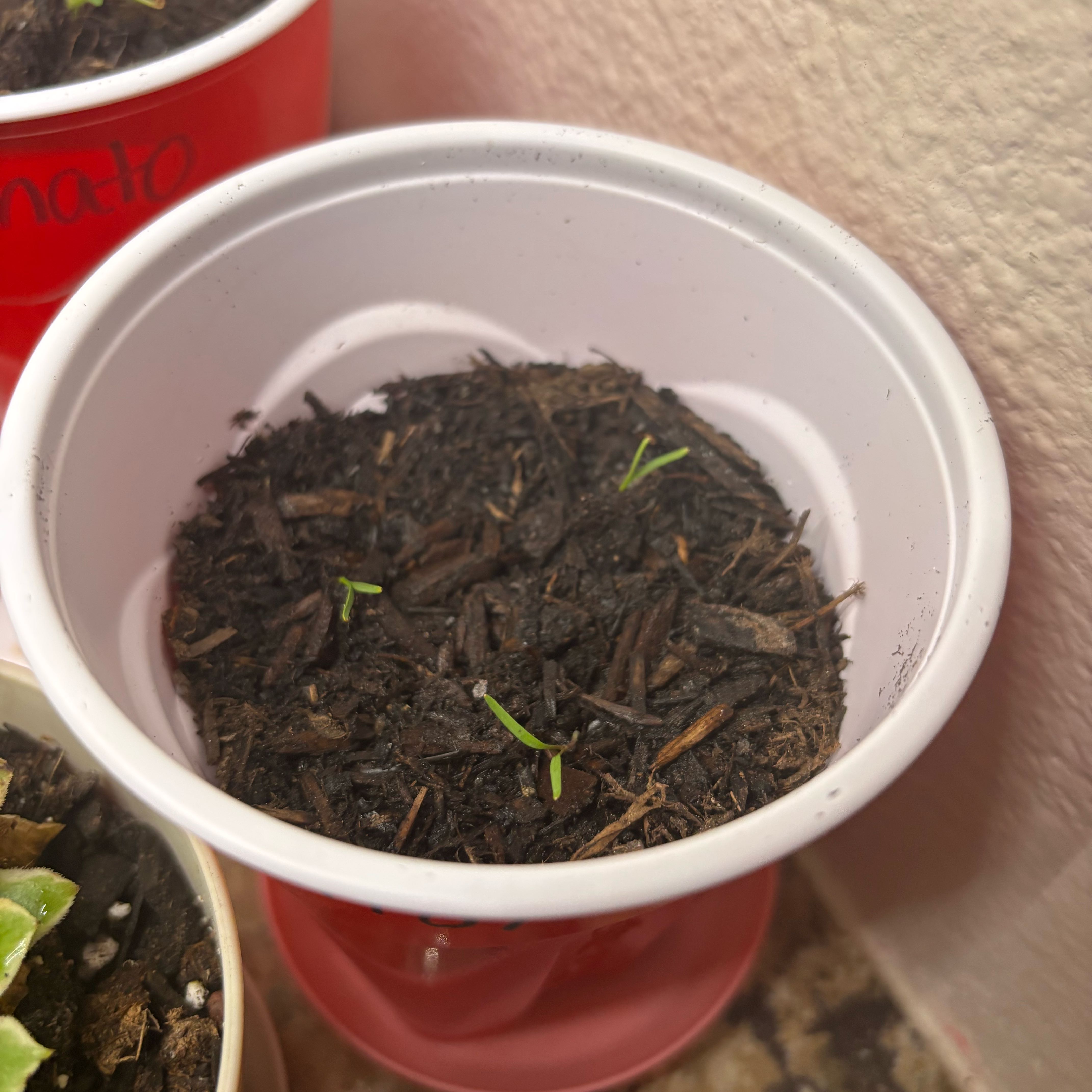 Photo of the plant species Carrot Tree by @GladRainbow51 named Kylie on Greg, the plant care app