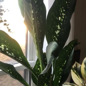 Photo of the plant species Diffenbachia Crocodile by @UltraWavecactus named Leaf Erickson on Greg, the plant care app