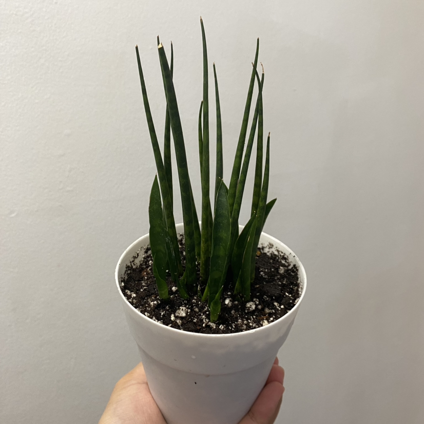 Dracaena 'Mikado' plant in a white pot held by a hand, with visible soil.