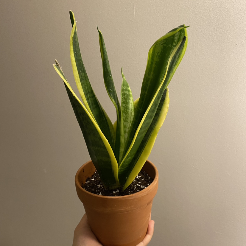 Sansevieria 'Lauren' plant in a terracotta pot, held by a hand.