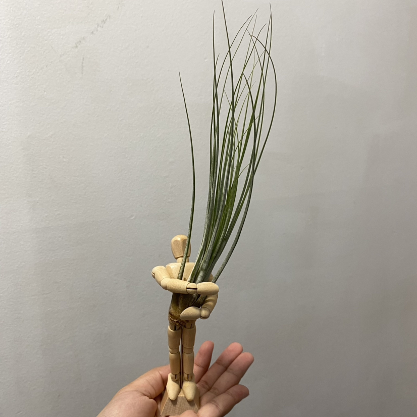 Tillandsia Juncea plant held by a wooden mannequin, with a plain background.