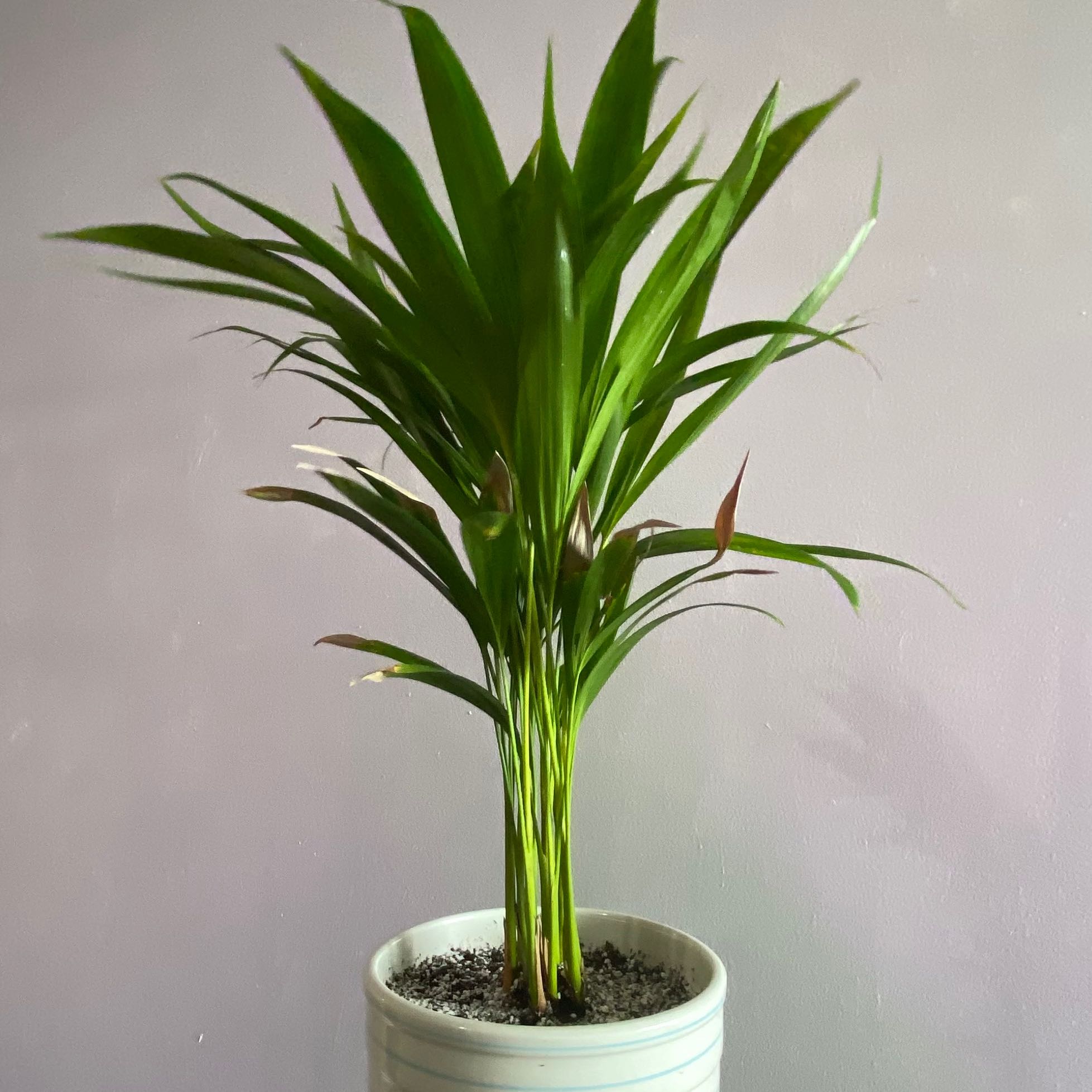 Healthy Kentia Palm in a white ceramic pot, with lush green arching fronds and no signs of discoloration or disease.