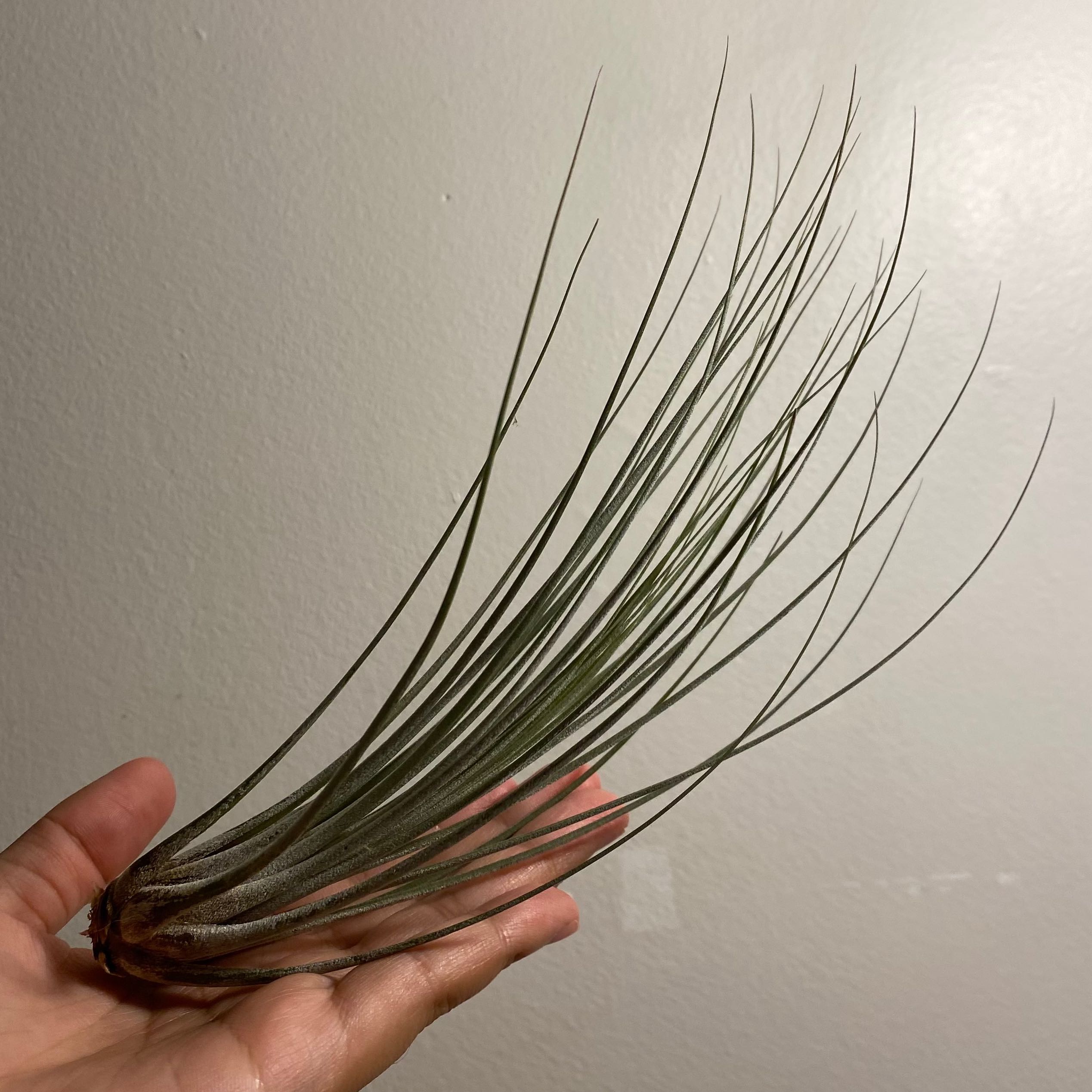 Tillandsia Juncea plant held in a hand, with a plain background.