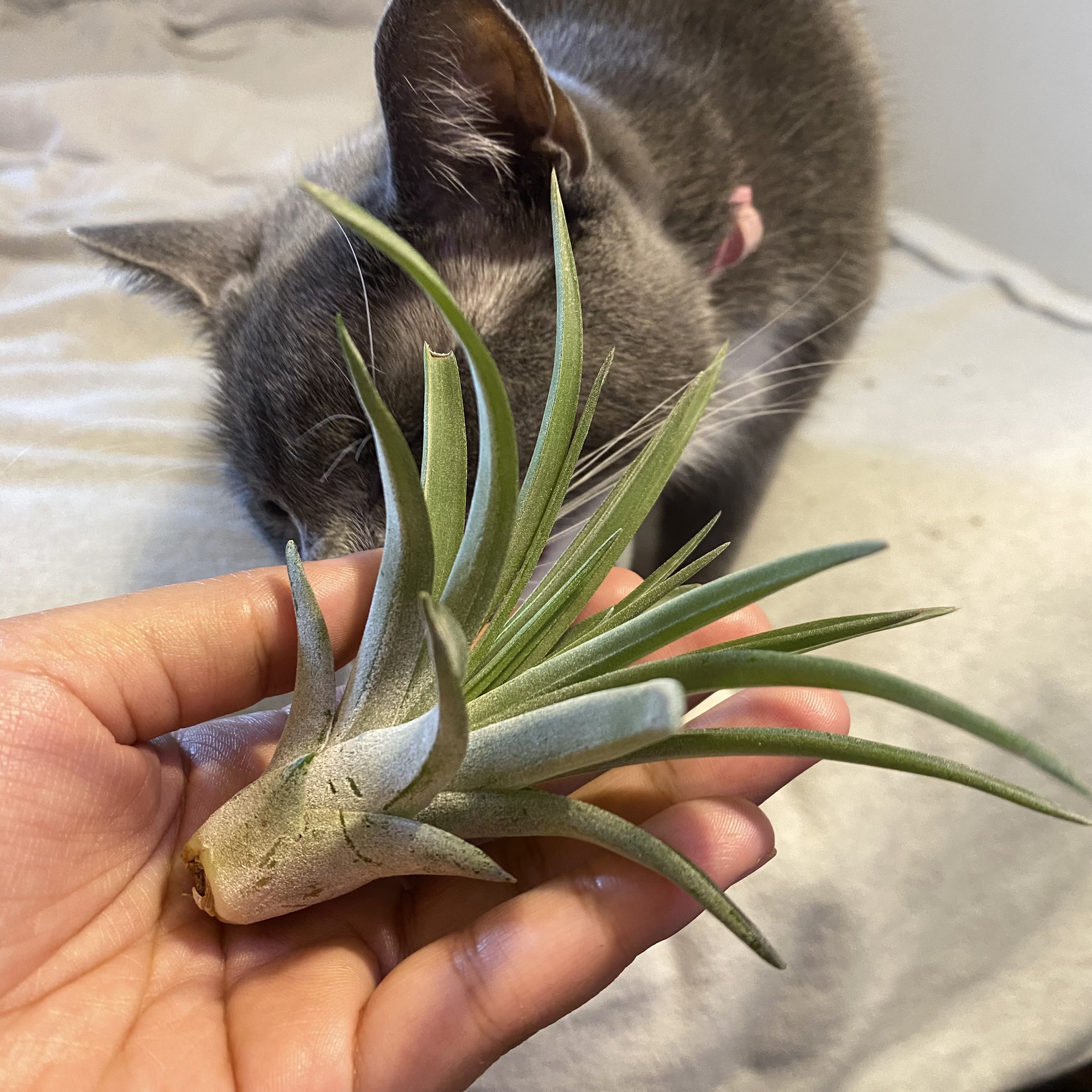Shirley Temple Air Plant being held by a hand with a cat in the background.