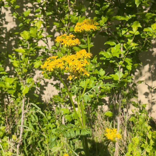 Photo of the plant species Butterweed by @FreshTutu76 named Nithin on Greg, the plant care app