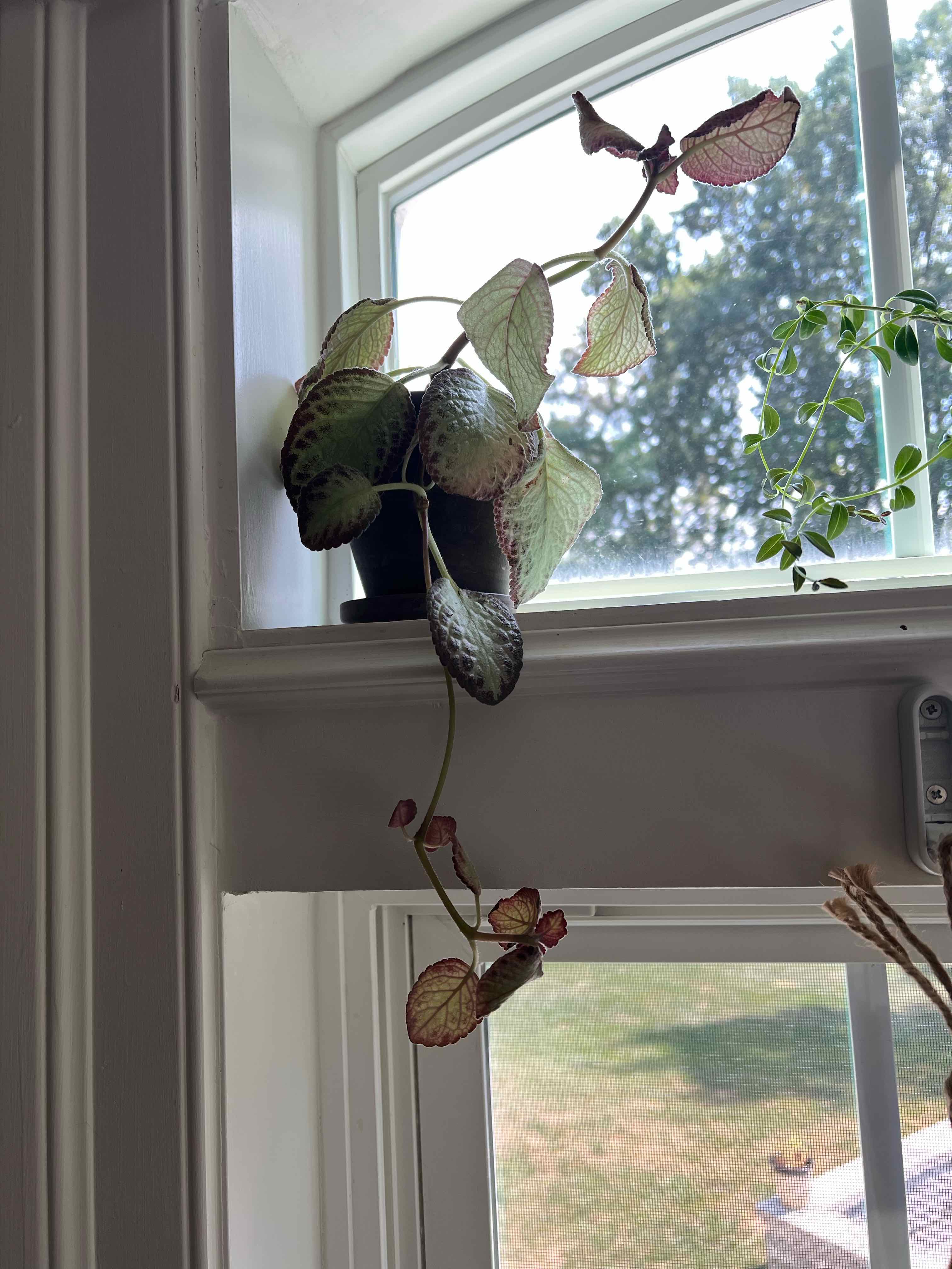 Photo of the plant species Silver Skies Episcia by @Yamibotanica named Gates on Greg, the plant care app
