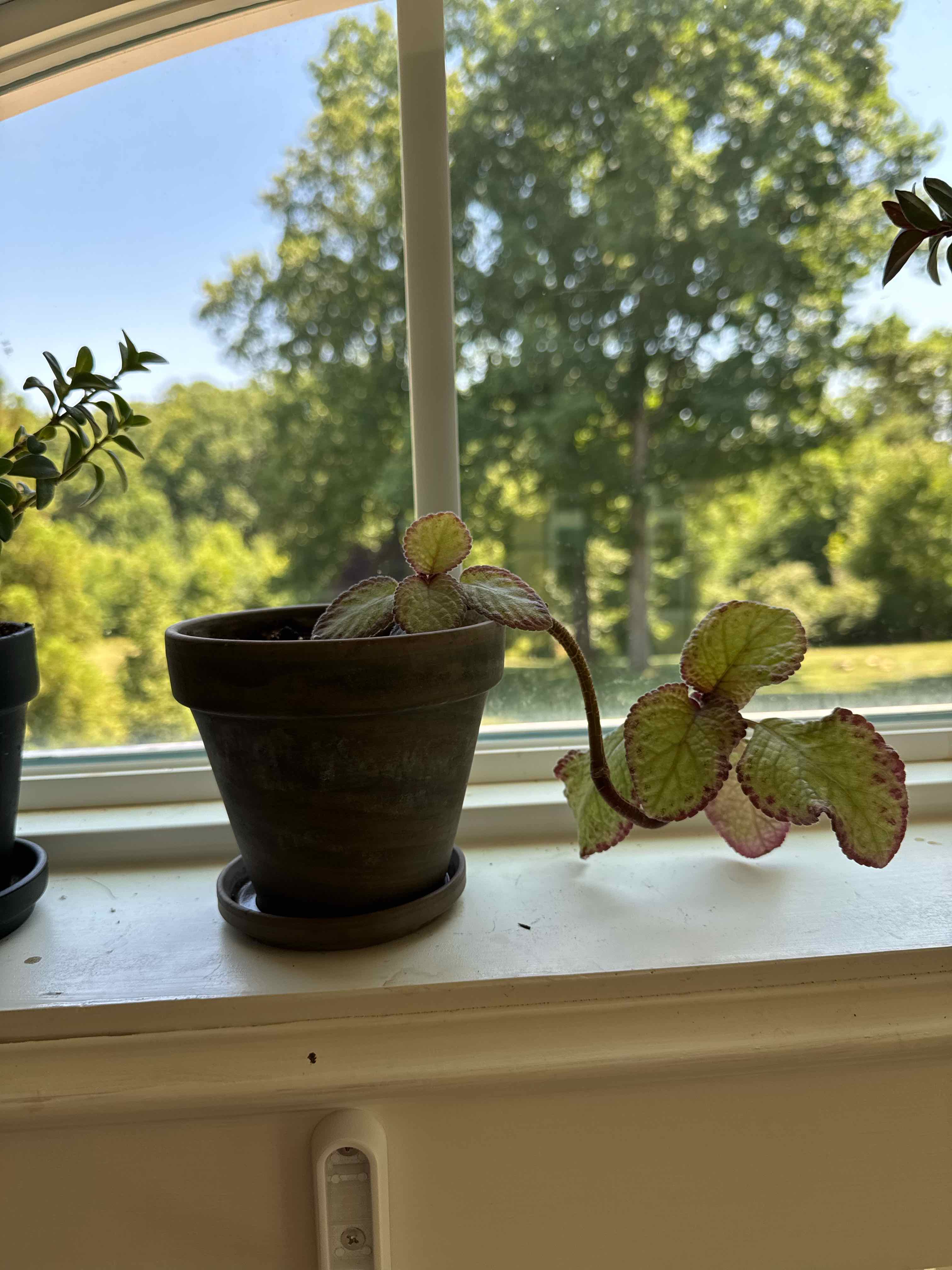 Photo of the plant species Silver Skies Episcia by @Yamibotanica named Gates on Greg, the plant care app
