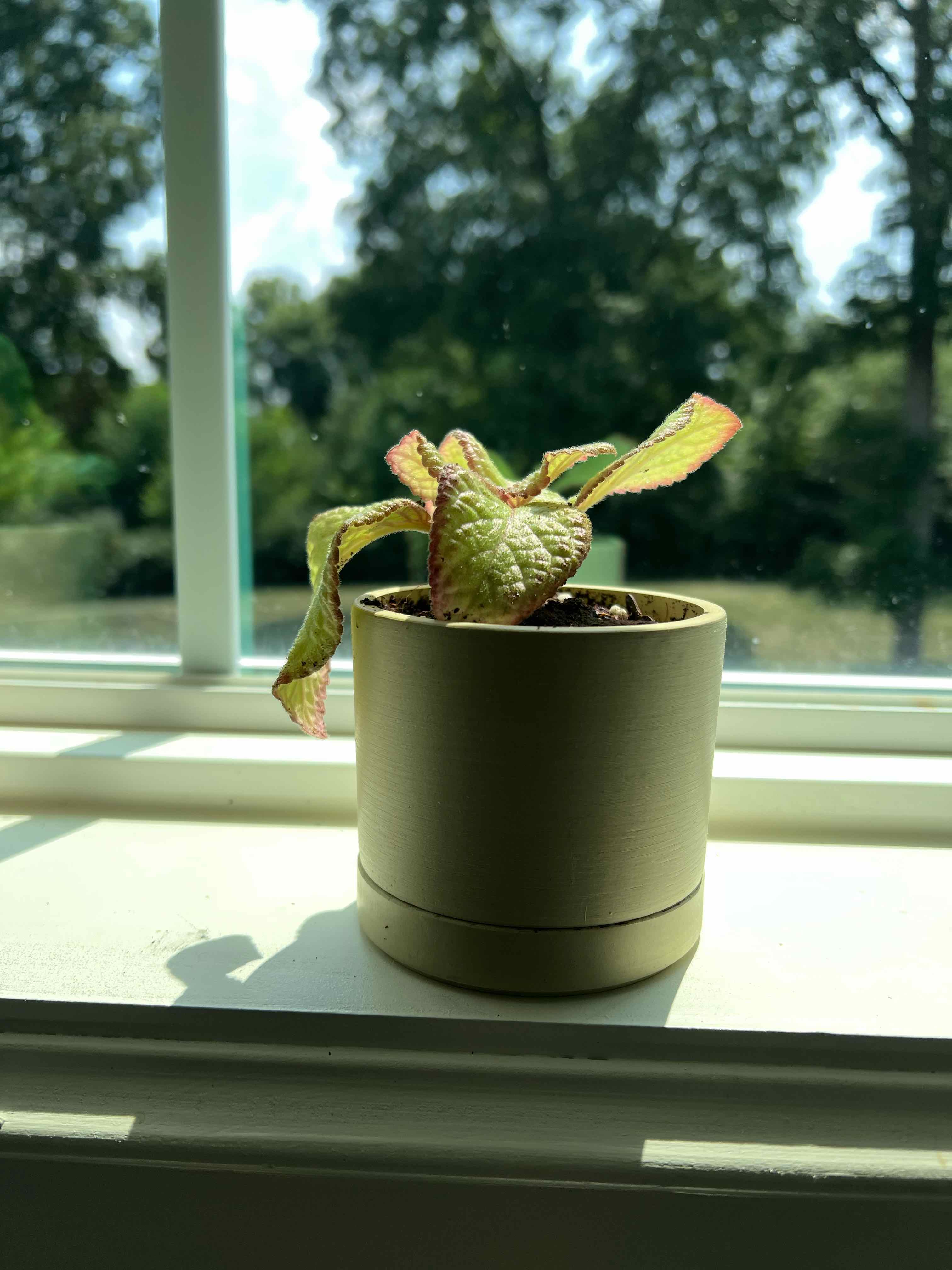Photo of the plant species Silver Skies Episcia by @Yamibotanica named Coco on Greg, the plant care app