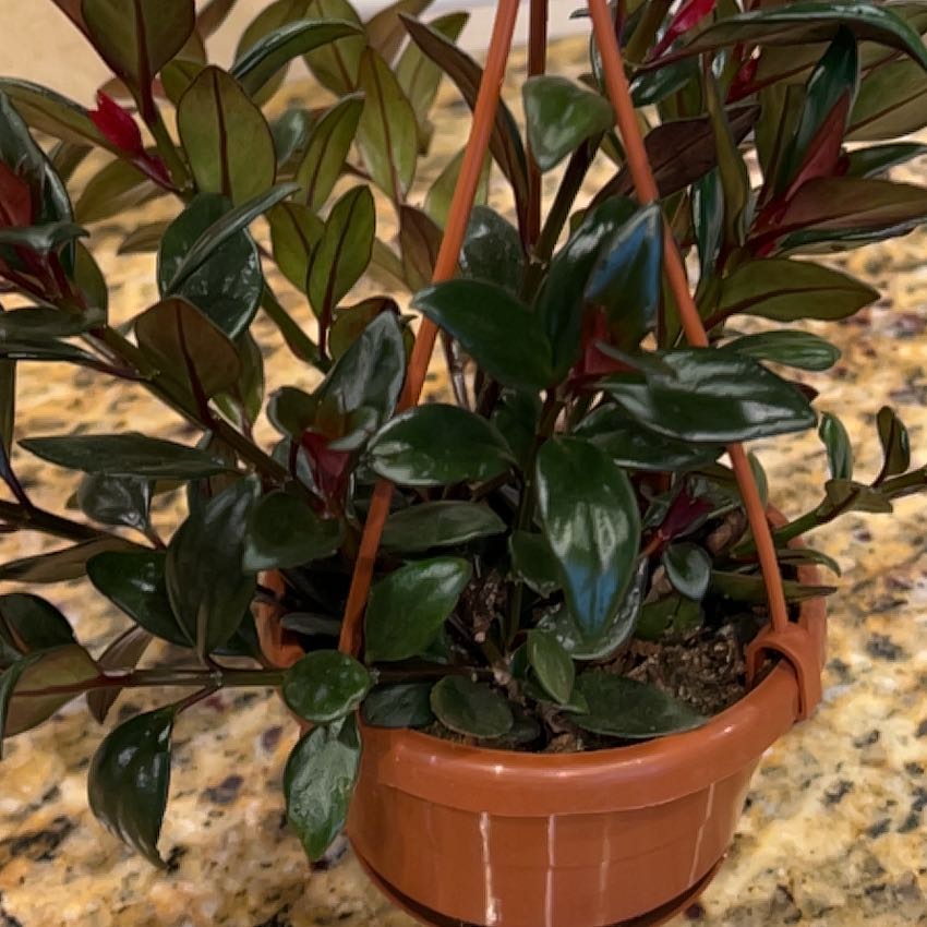 Photo of the plant species Black Goldfish Plant by @Yamibotanica named Luna on Greg, the plant care app