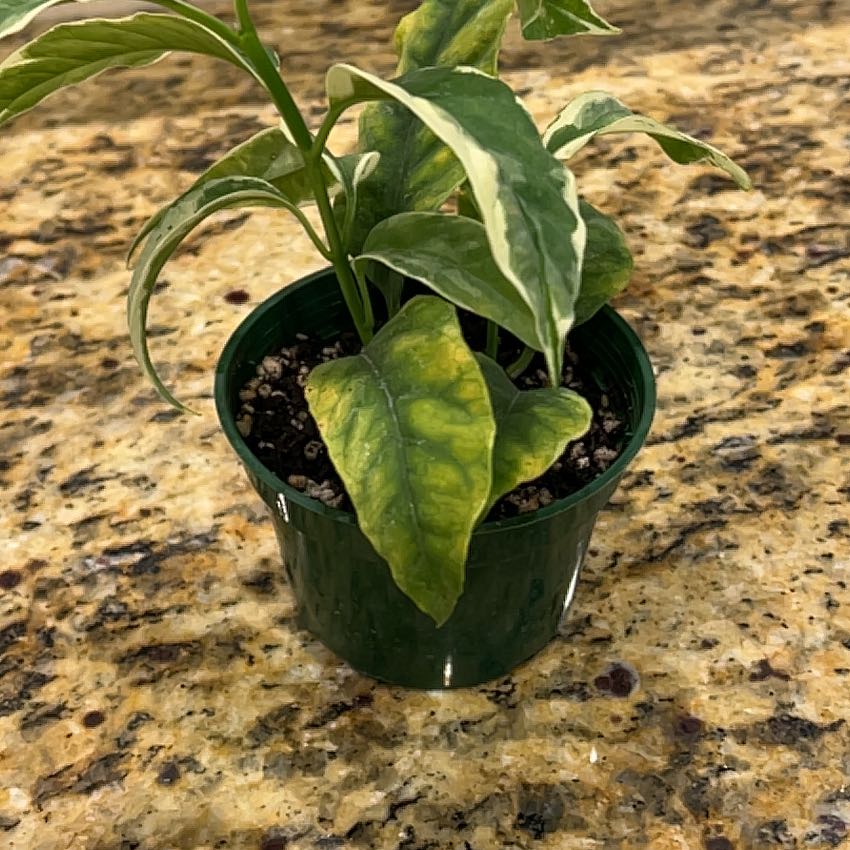 Photo of the plant species Albo Marginata Hoya Multiflora by @Yamibotanica named Delilah on Greg, the plant care app