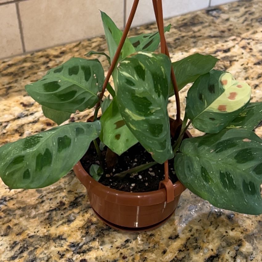 Photo of the plant species Variegated Rabbit Tracks by @Yamibotanica named Hemingway on Greg, the plant care app