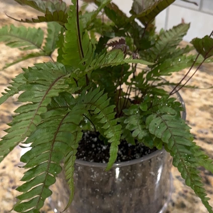 Photo of the plant species Autumn Fern by @Yamibotanica named Messi on Greg, the plant care app