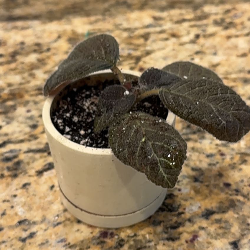 Photo of the plant species Flame Violet by @Yamibotanica named Queen on Greg, the plant care app