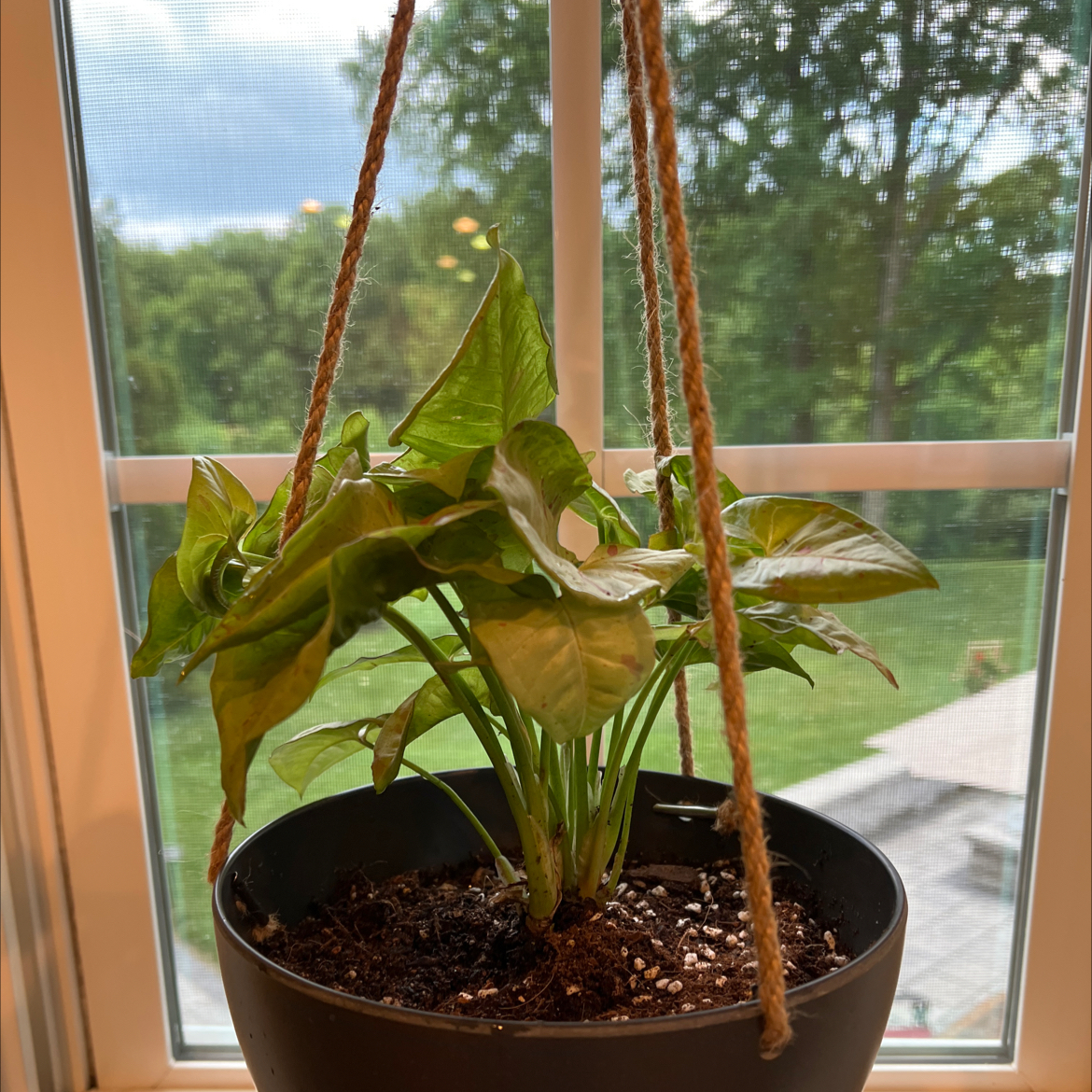 Morgan Treeman | A plant by @Yamibotanica on Greg