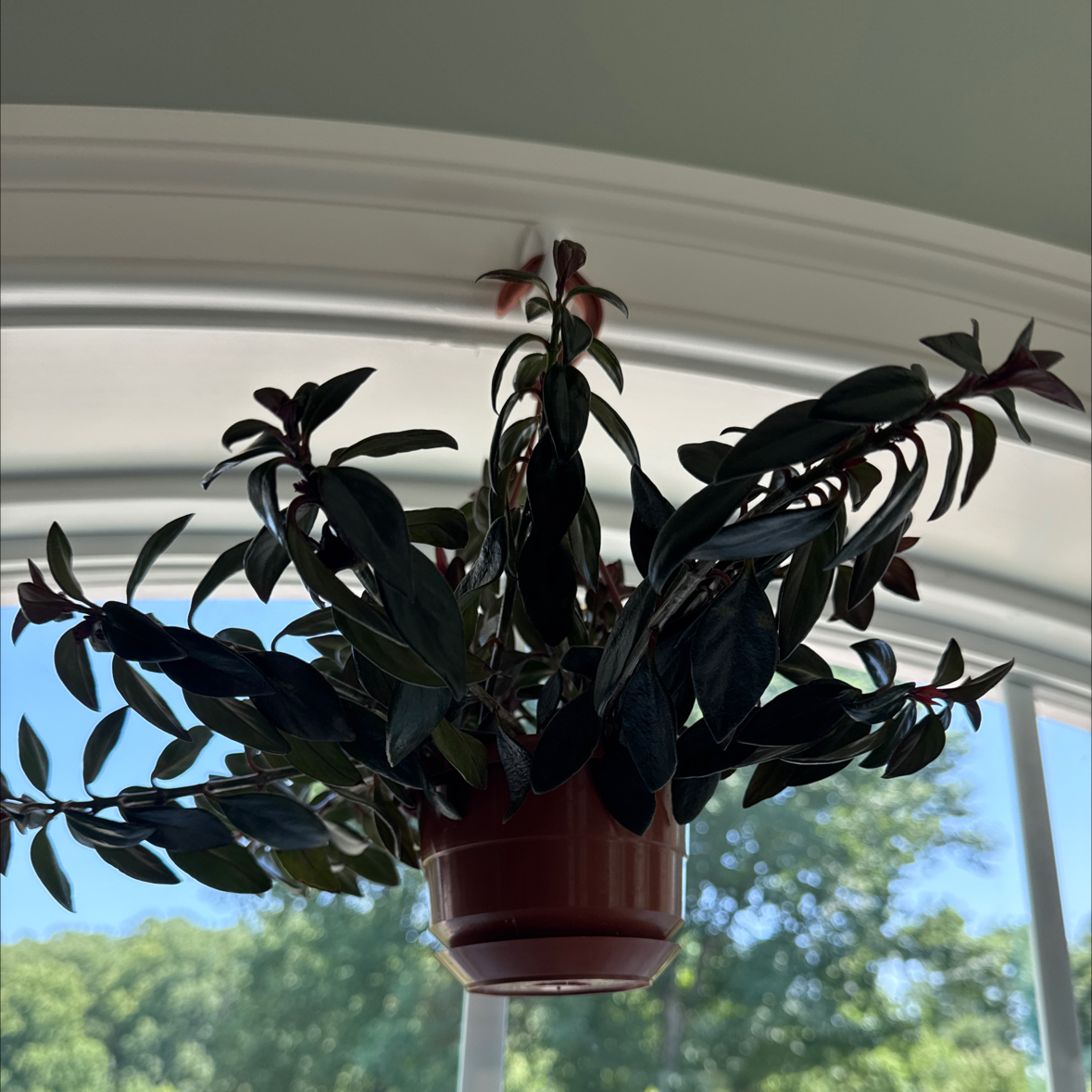 Photo of the plant species Black Goldfish Plant by @Yamibotanica named Luna on Greg, the plant care app