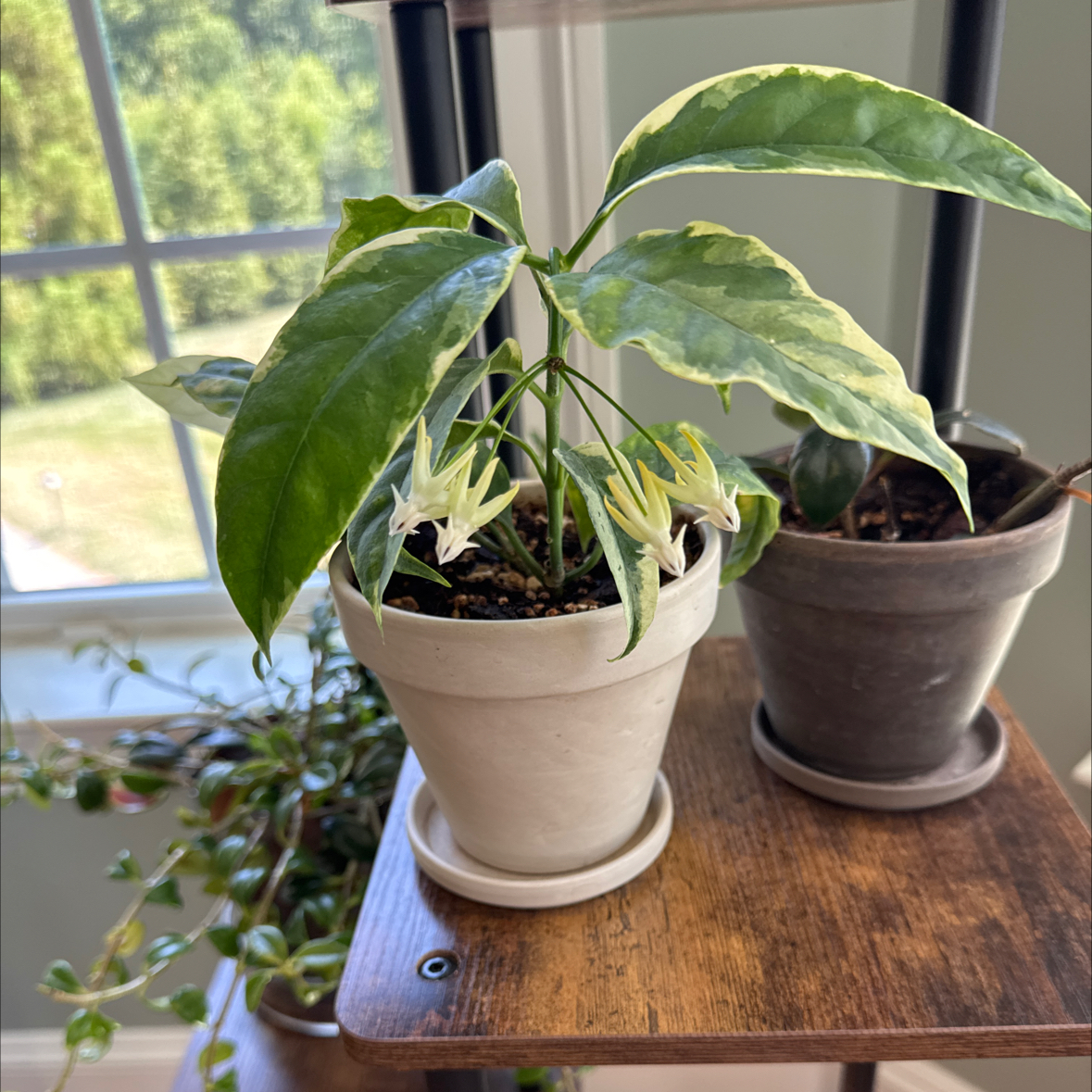 Photo of the plant species Albo Marginata Hoya Multiflora by @Yamibotanica named Delilah on Greg, the plant care app