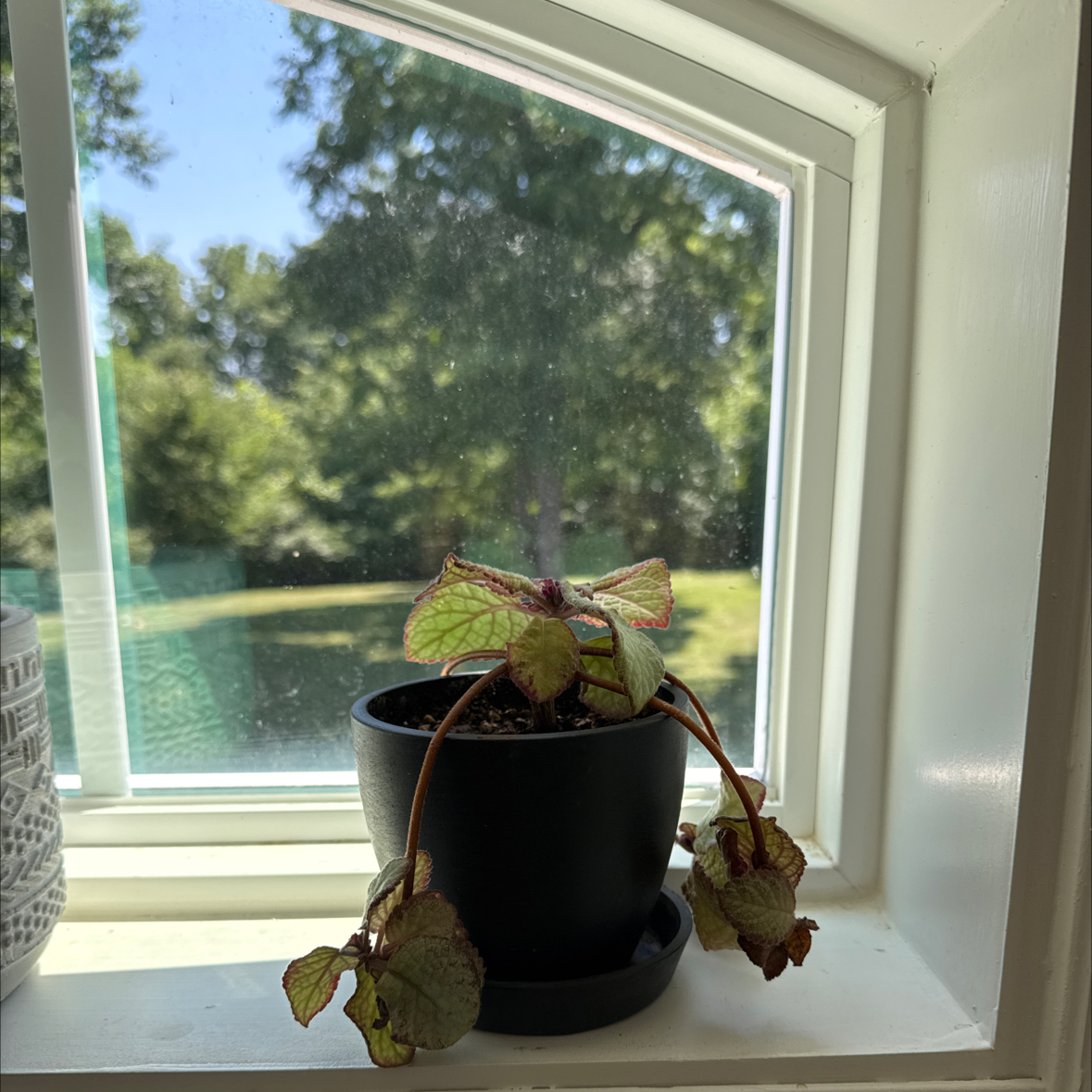 Photo of the plant species Silver Skies Episcia by @Yamibotanica named Coco on Greg, the plant care app