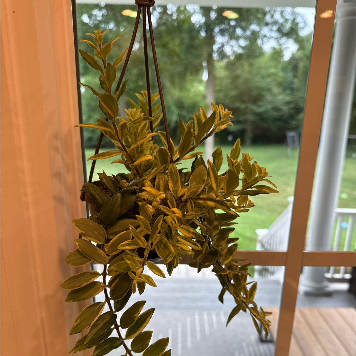 Photo of the plant species Variegated Lipstick Vine by @Yamibotanica named Surya on Greg, the plant care app
