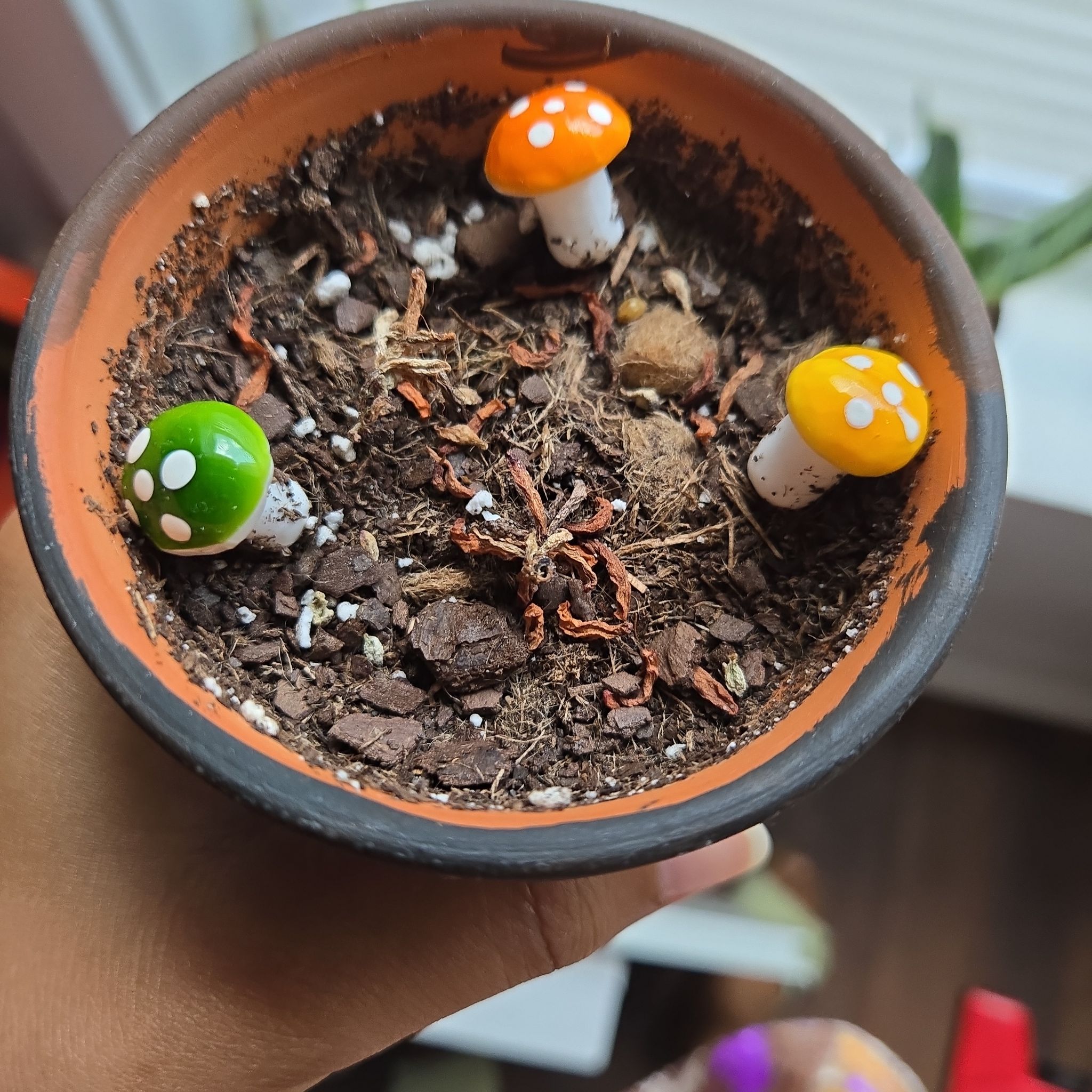 Photo of the plant species Aurora Pink Jelly Bean by @FabRedbanana73 named Huckleberry Fern on Greg, the plant care app