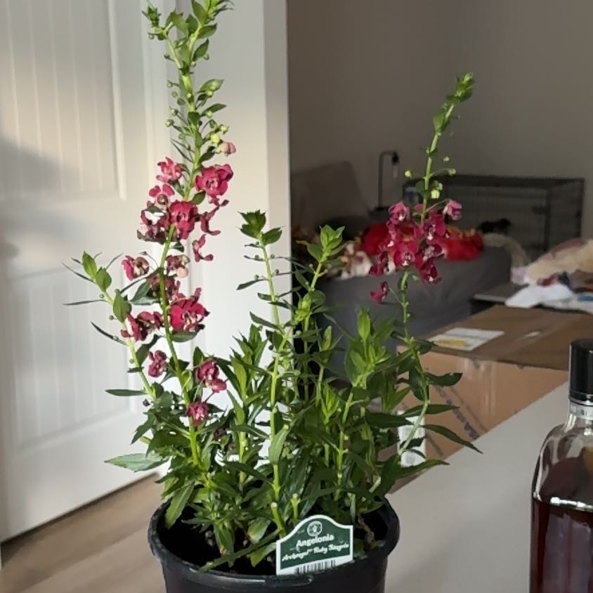 Photo of the plant species Angelonia 'Archangel Ruby Sangria' by @SlickVaseyoak named Willow on Greg, the plant care app