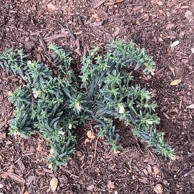 Photo of the plant species Lithodora by @PolishedRuby37 named Maya on Greg, the plant care app
