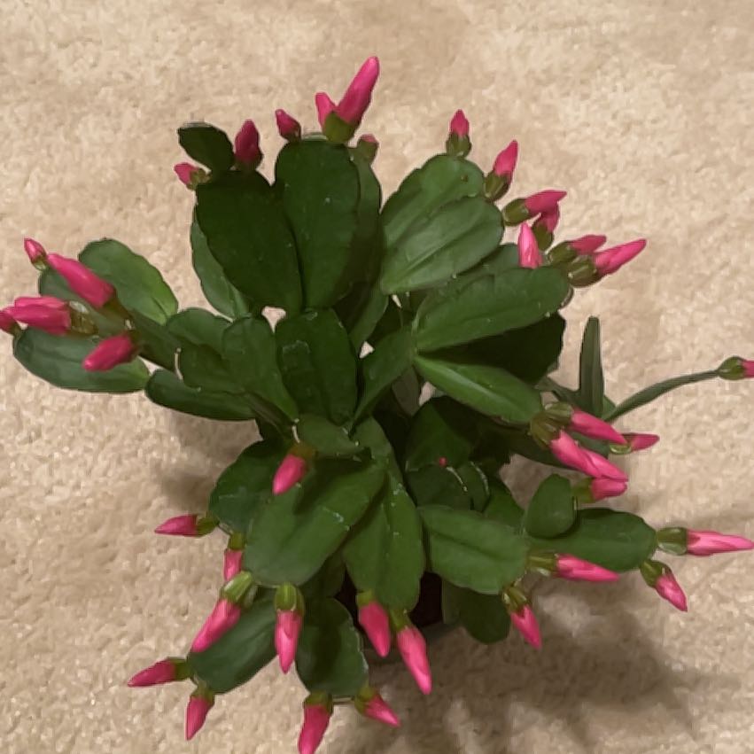 Photo of the plant species Assorted Rhipsalidopsis by @FineFrogbit41 named Daphne on Greg, the plant care app