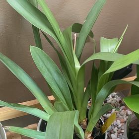 Photo of the plant species Miltoniopsis phalaenopsis by @FineFrogbit41 named Clooney on Greg, the plant care app