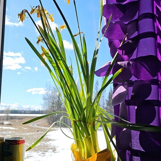 Photo of the plant species Tete-a-Tete Daffodil by @WinDill35 named tom on Greg, the plant care app