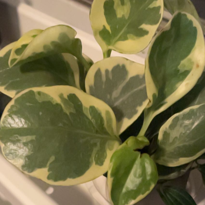 Photo of the plant species Golden Gate Peperomia by @katie.17 named Tobin on Greg, the plant care app