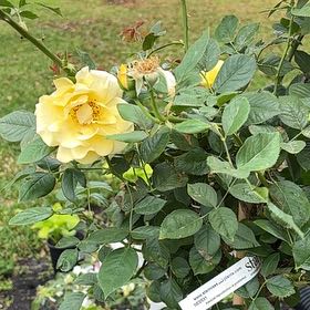 Photo of the plant species Julia Child Rose by @SubstantEllisia named Fernie Mac on Greg, the plant care app