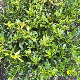 Photo of the plant species Miniature Gardenia by @SubstantEllisia named Xena on Greg, the plant care app