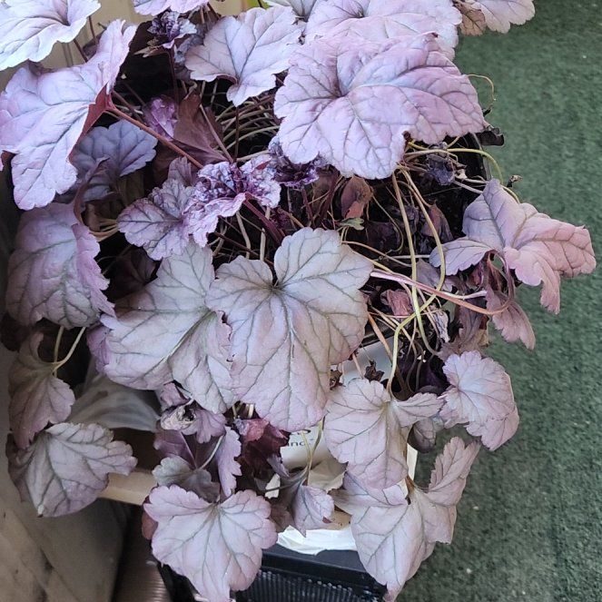 Photo of the plant species Coral Bells by @SirGreenmound46 named Girlfrond on Greg, the plant care app