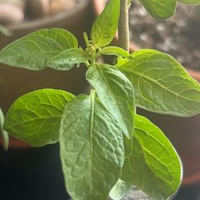 Photo of the plant species Indian Pokeweed by @BlazingOxlip94 named Fernie Saunders on Greg, the plant care app