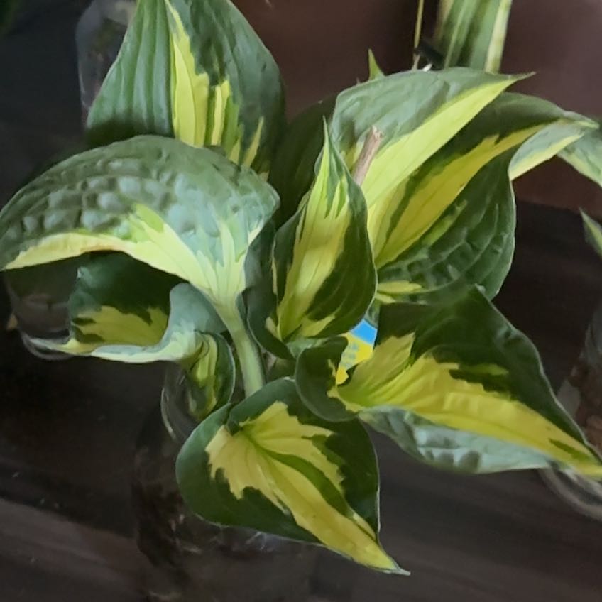 Photo of the plant species Plantain Lily by @BlazingOxlip94 named Oscar on Greg, the plant care app