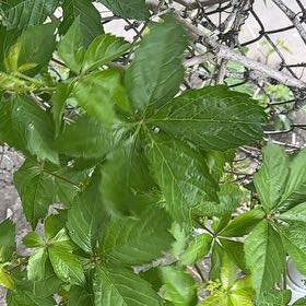 Photo of the plant species Virginia Creeper by @BlazingOxlip94 named Rihanna on Greg, the plant care app