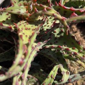 Photo of the plant species Guapilla by @EclecticEllisia named Athena on Greg, the plant care app