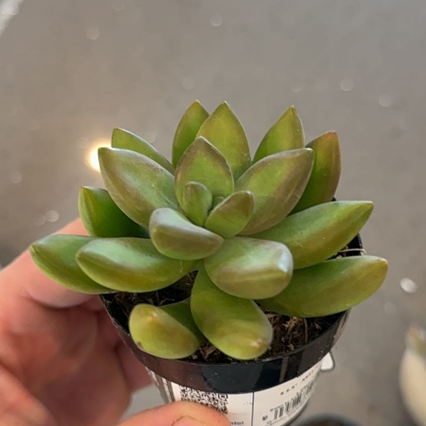 Photo of the plant species Aspen Glow Sedum by @HandyBagpod94 named Bulbasaur on Greg, the plant care app