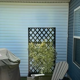 Photo of the plant species Euonymus japonicus 'Silver Prince' by @BonafideChamise named Prince on Greg, the plant care app