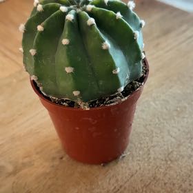 Photo of the plant species Echinocereus subinermis subsp. ochoterenae by @BonafideChamise named Hector on Greg, the plant care app