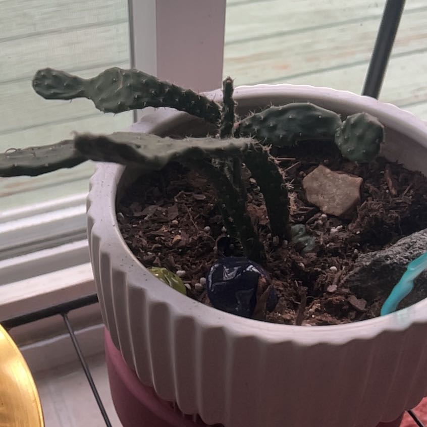 Photo of the plant species Eastern Prickly-Pear Cactus by @SwellCandelilla named ChloroPhil on Greg, the plant care app