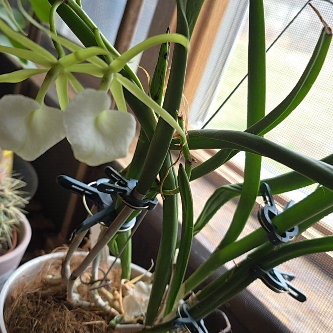 Photo of the plant species Lady of the Night by @CozyLuckyred70 named Stella on Greg, the plant care app
