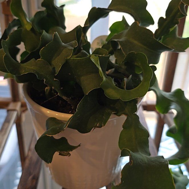 Photo of the plant species Curly Locks Orchid Cactus by @CozyLuckyred70 named Girlfrond on Greg, the plant care app