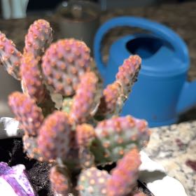 Photo of the plant species Mini Cinnamon Cactus by @AffableBluesage named Eva on Greg, the plant care app