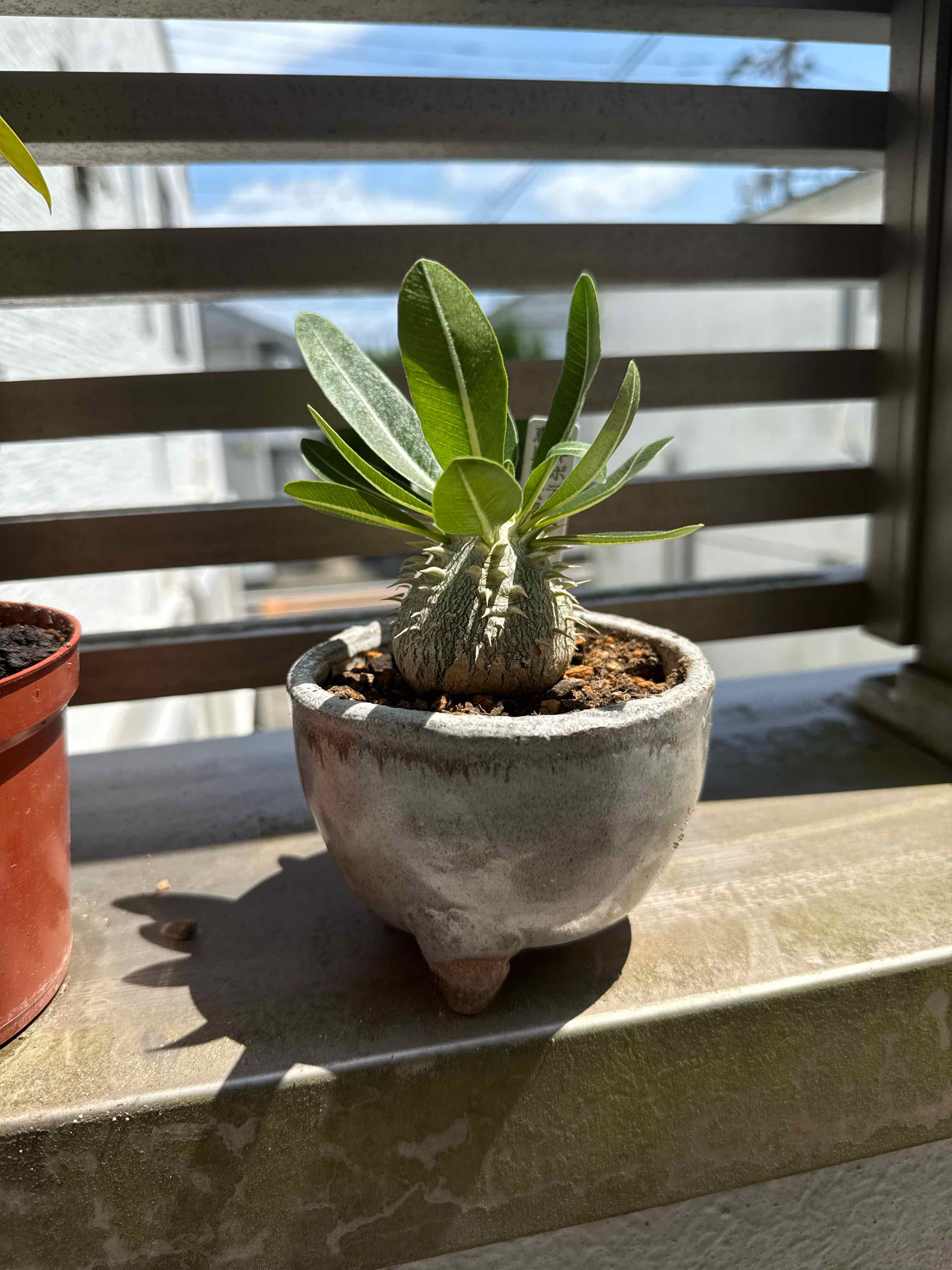 Photo of the plant species Pachypodium densiflorum by @u16hoshi named Samuel on Greg, the plant care app