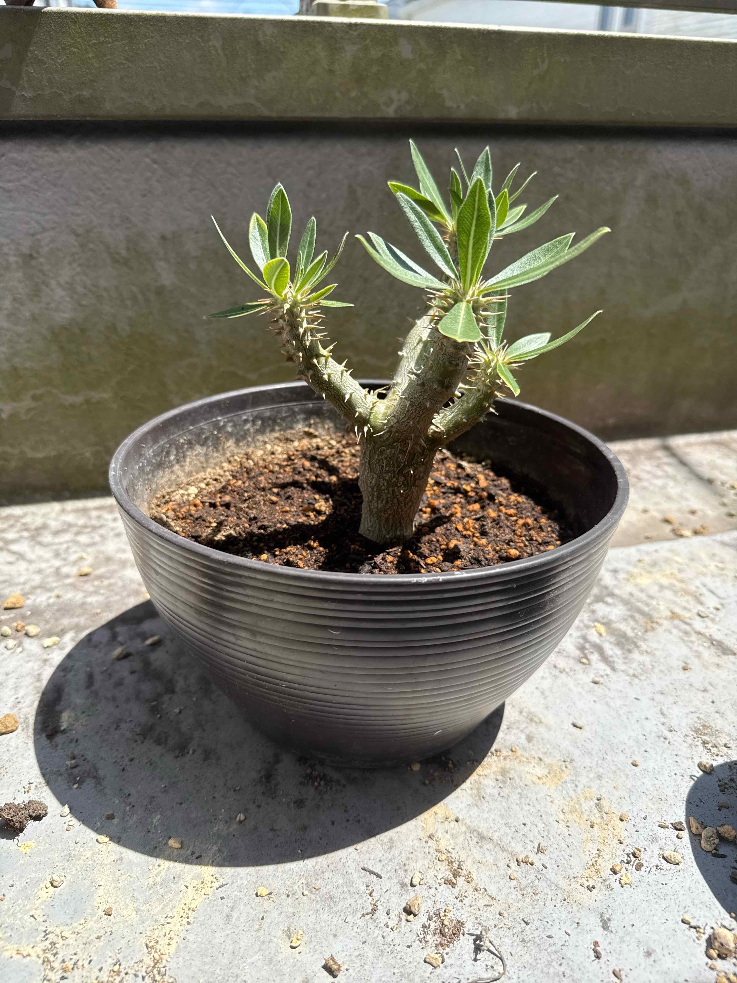 Photo of the plant species elephant's foot plant by @u16hoshi named Walt on Greg, the plant care app