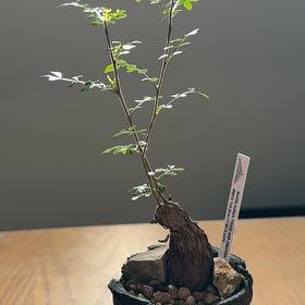 Photo of the plant species Elephant Tree by @u16hoshi named Twain on Greg, the plant care app