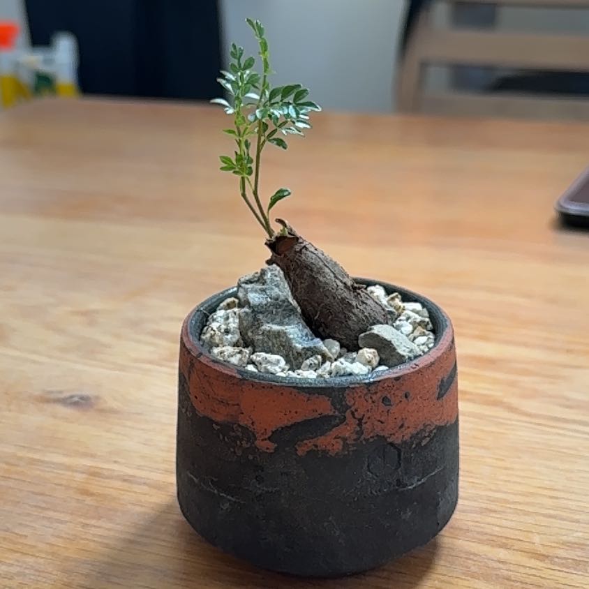 Photo of the plant species Pachypus by @u16hoshi named Daenerys on Greg, the plant care app