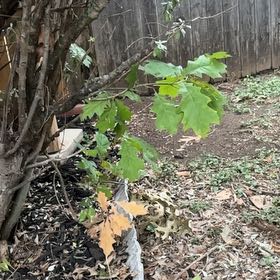 Photo of the plant species Northern Red Oak by @AdonicOlneya56 named Queen on Greg, the plant care app