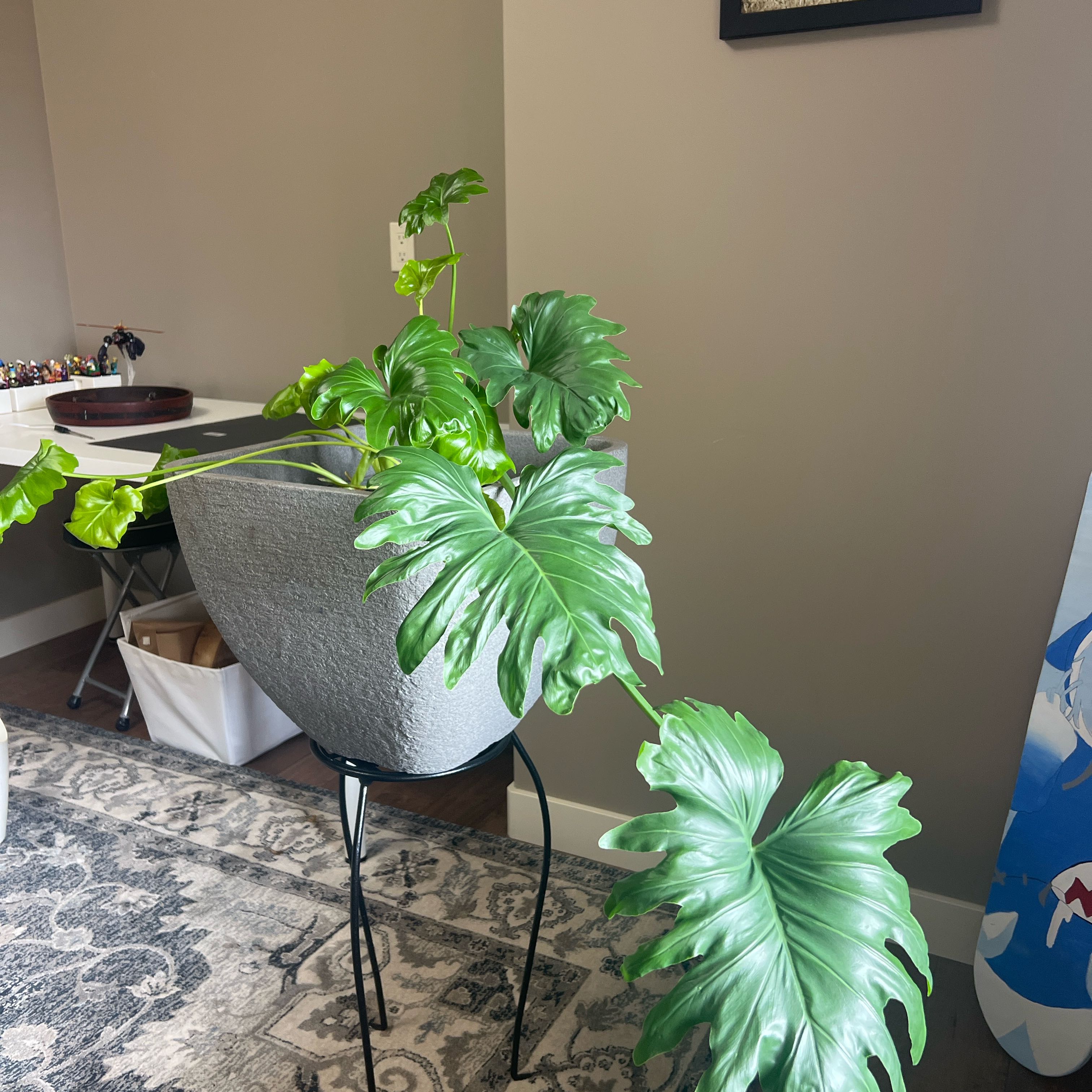 Photo of the plant species Lacy Tree Philodendron by @YiftBluevervain named Sage on Greg, the plant care app