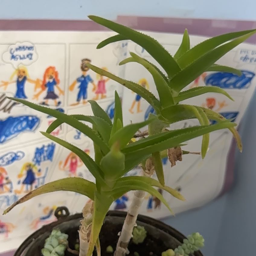 Photo of the plant species Hardy Aloe by @FunChervil32 named Mochi on Greg, the plant care app